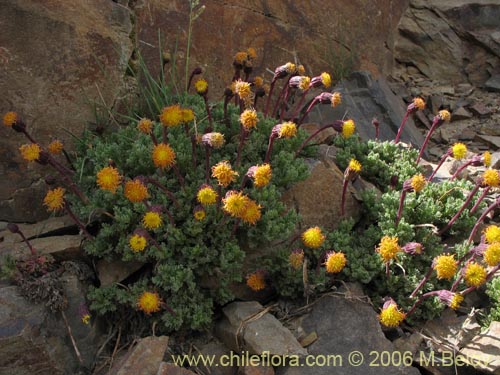 Senecio subdiscoideus의 사진