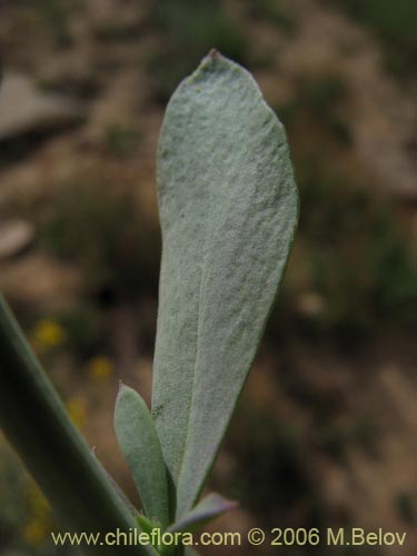 Image of Senecio sp. #1578 (). Click to enlarge parts of image.