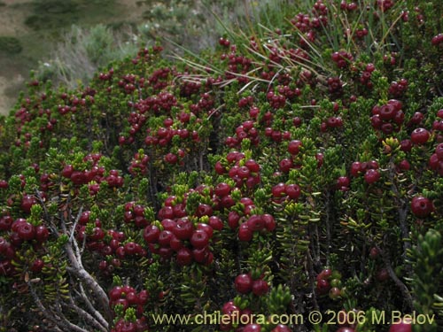 Bild von Empetrum rubrum (Brecillo / Murtilla de Magallanes / Uvilla). Klicken Sie, um den Ausschnitt zu vergrössern.