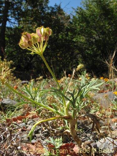 Mulinum spinosumの写真
