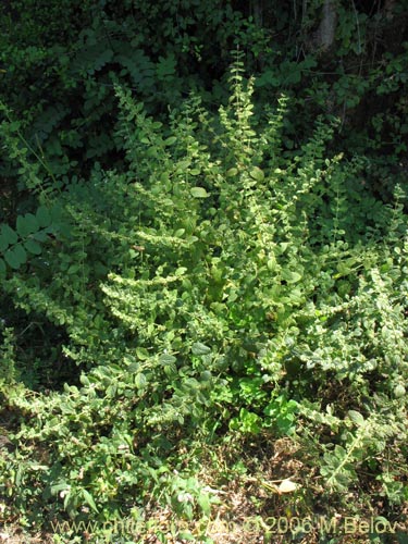 Stachys sp. #3032의 사진