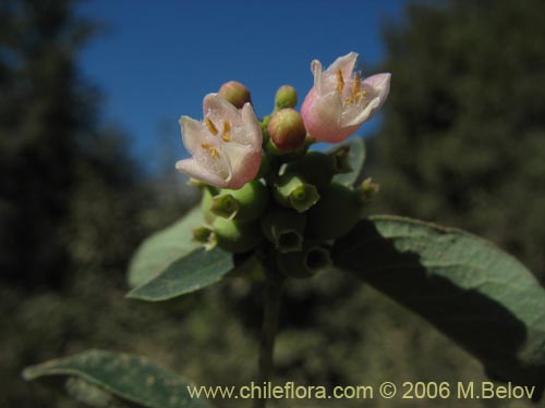 Bild von Symphoricarpus albus (). Klicken Sie, um den Ausschnitt zu vergrössern.