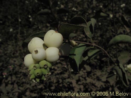 Bild von Symphoricarpus albus (). Klicken Sie, um den Ausschnitt zu vergrössern.