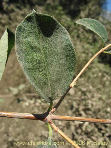 Bild von Symphoricarpus albus (). Klicken Sie, um den Ausschnitt zu vergrössern.