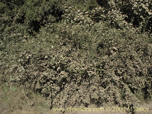 Bild von Symphoricarpus albus (). Klicken Sie, um den Ausschnitt zu vergrössern.