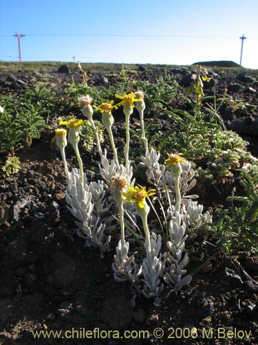 Image of Senecio poeppigii (). Click to enlarge parts of image.