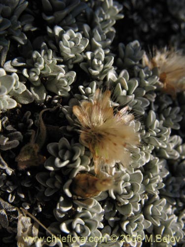 Bild von Lucilia nivea (Lucilia). Klicken Sie, um den Ausschnitt zu vergrössern.