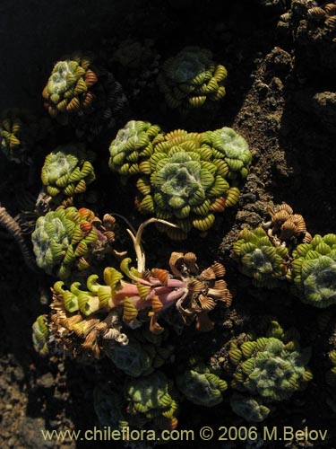 Bild von Nassauvia lagascae (Repollito / Nassauvia pigmea). Klicken Sie, um den Ausschnitt zu vergrössern.