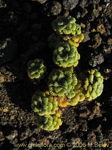 Bild von Nassauvia lagascae (Repollito / Nassauvia pigmea). Klicken Sie, um den Ausschnitt zu vergrössern.
