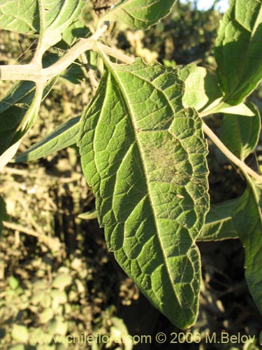 Image of Leptocarpha rivularis (Palo negro). Click to enlarge parts of image.