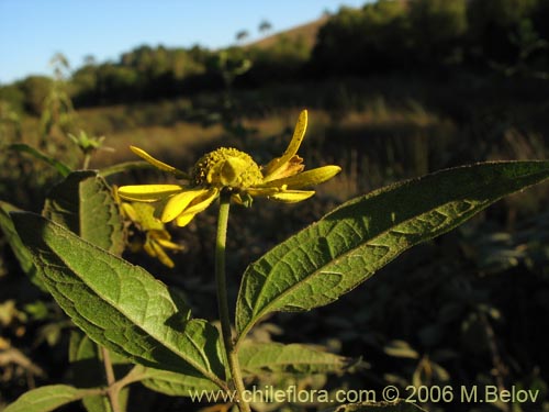 Image of Leptocarpha rivularis (Palo negro). Click to enlarge parts of image.