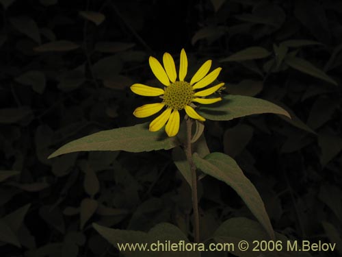 Image of Leptocarpha rivularis (Palo negro). Click to enlarge parts of image.