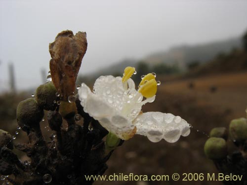 Bild von Libertia chilensis (Calle-calle / Tequel-tequel). Klicken Sie, um den Ausschnitt zu vergrössern.