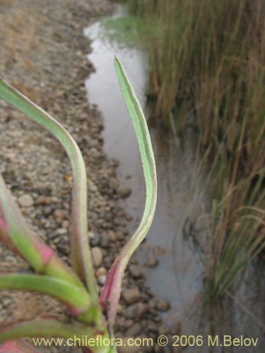 Bild von Asteraceae sp. #3030 (). Klicken Sie, um den Ausschnitt zu vergrössern.