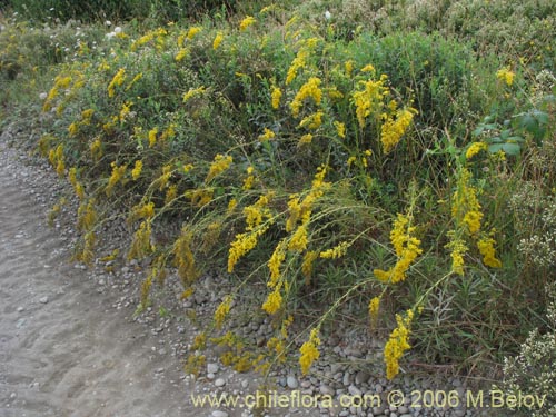 Image of Solidago chilensis (Fulel). Click to enlarge parts of image.