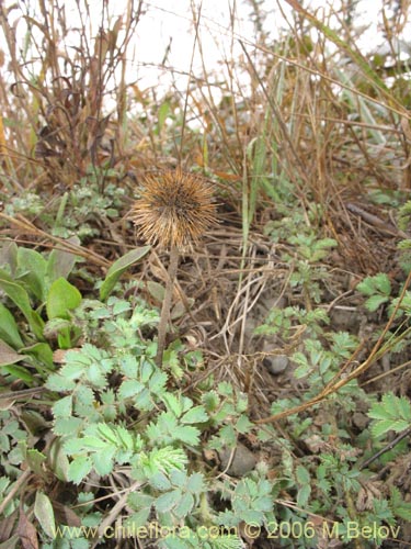 Acaena magellanica의 사진