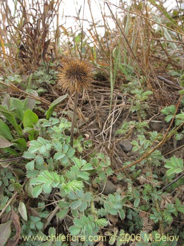 Acaena magellanica의 사진