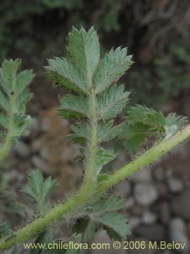 Acaena magellanica의 사진