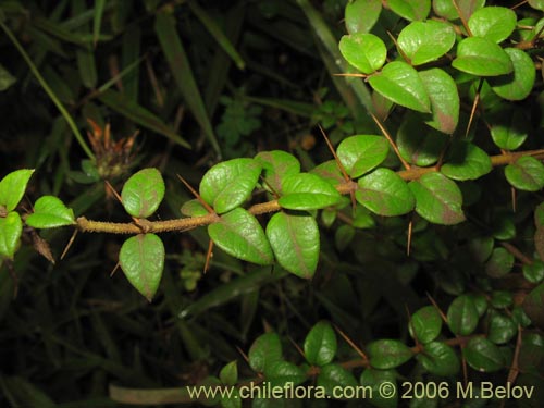 Bild von Rhaphithamnus spinosus (Arrayán macho / Espino blanco / Huayún). Klicken Sie, um den Ausschnitt zu vergrössern.
