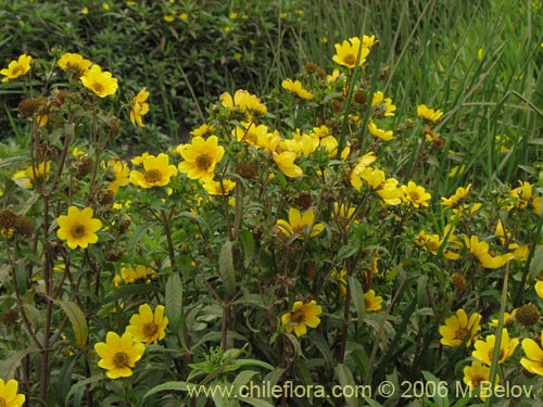 Imágen de Asteraceae sp. #2754 (). Haga un clic para aumentar parte de imágen.