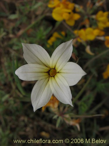 Sisyrinchium chilense의 사진