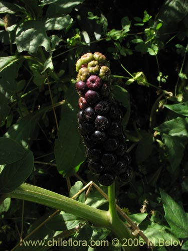Phytolacca bogotensis的照片