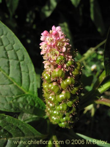 Phytolacca bogotensis的照片