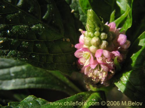 Phytolacca bogotensis的照片