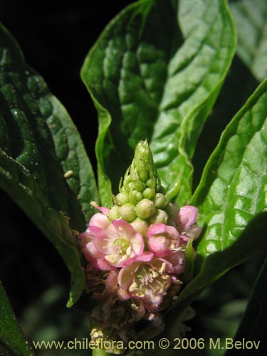 Phytolacca bogotensis的照片