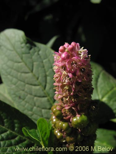 Phytolacca bogotensis的照片