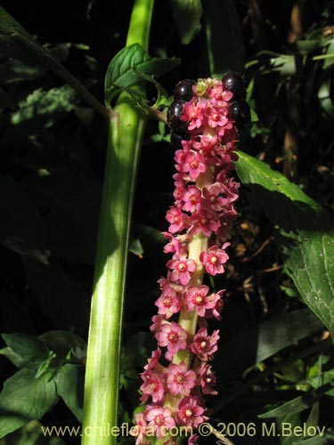 Phytolacca bogotensis的照片