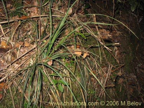 Image of Uncinia erinacea (Quinquina / Cortadera). Click to enlarge parts of image.
