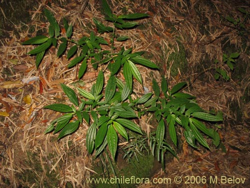 Pilea elegans的照片
