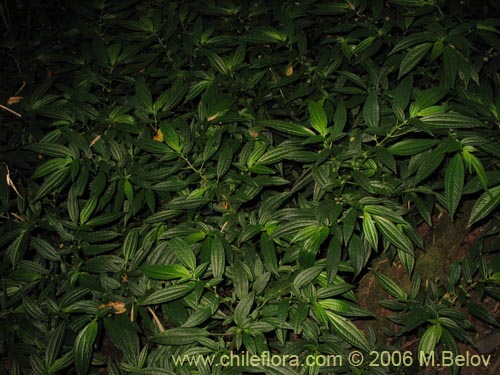 Pilea elegans的照片