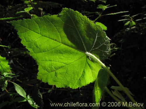 Image of Corynabutilon vitifolium (Huella). Click to enlarge parts of image.