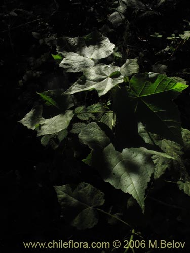 Image of Corynabutilon vitifolium (Huella). Click to enlarge parts of image.