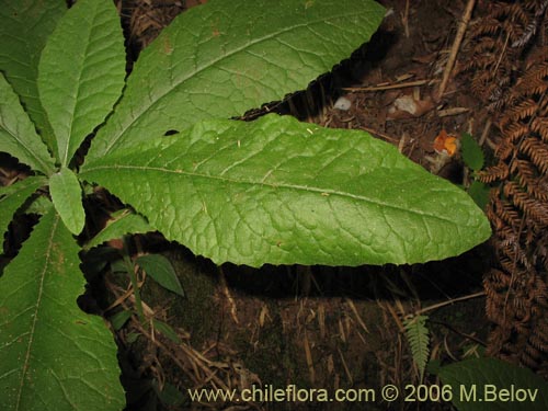 Image of Adenocaulon chilense (). Click to enlarge parts of image.