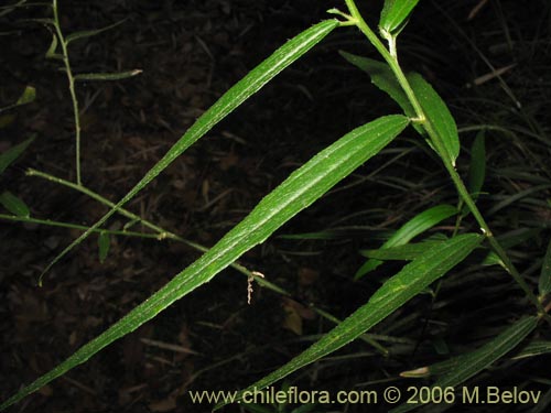 未確認の植物種 sp. #2365の写真