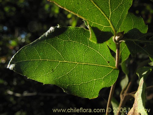 Image of Podanthus ovatifolius (Mitique / Palo negro). Click to enlarge parts of image.