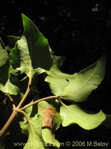 Image of Podanthus ovatifolius (Mitique / Palo negro). Click to enlarge parts of image.