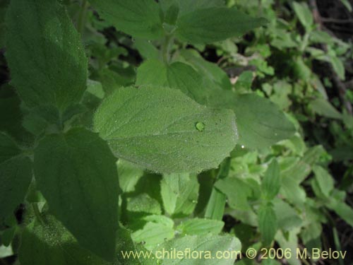 Image of Unidentified Plant sp. #2367 (). Click to enlarge parts of image.