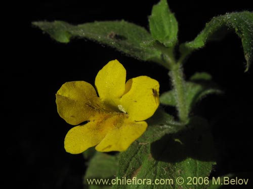 Image of Unidentified Plant sp. #2367 (). Click to enlarge parts of image.
