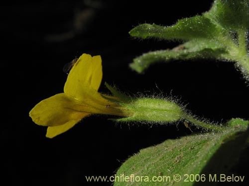 Image of Unidentified Plant sp. #2367 (). Click to enlarge parts of image.