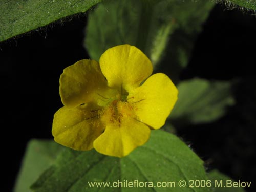 没断定的植物 sp. #2367的照片