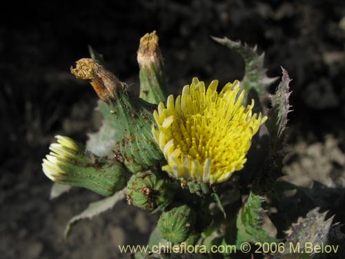 Sonchus sp. #1560의 사진
