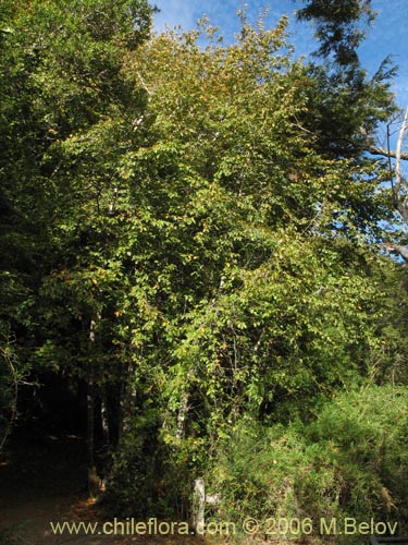 Bild von Nothofagus alessandrii (Ruil). Klicken Sie, um den Ausschnitt zu vergrössern.