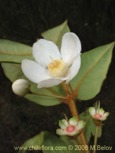 Image of Ugni candollei (). Click to enlarge parts of image.