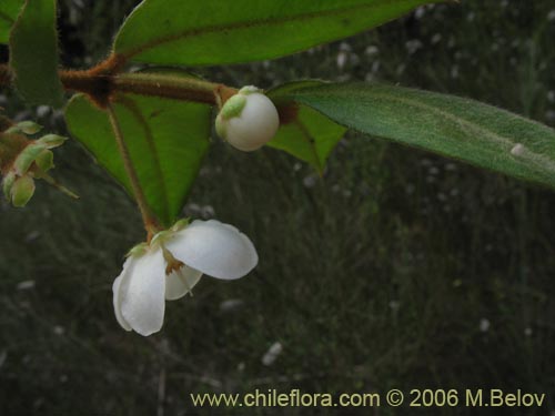 Image of Ugni candollei (). Click to enlarge parts of image.