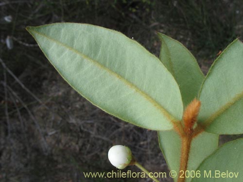 Image of Ugni candollei (). Click to enlarge parts of image.