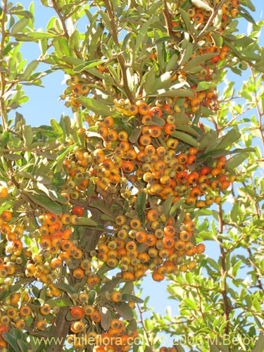 Pyracantha sp. #2361의 사진